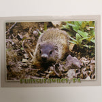 Punxsutawney Phil Postcard - Gray Background-Groundhog Stuff