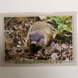 Punxsutawney Phil Postcard - Gray Background-Groundhog Stuff